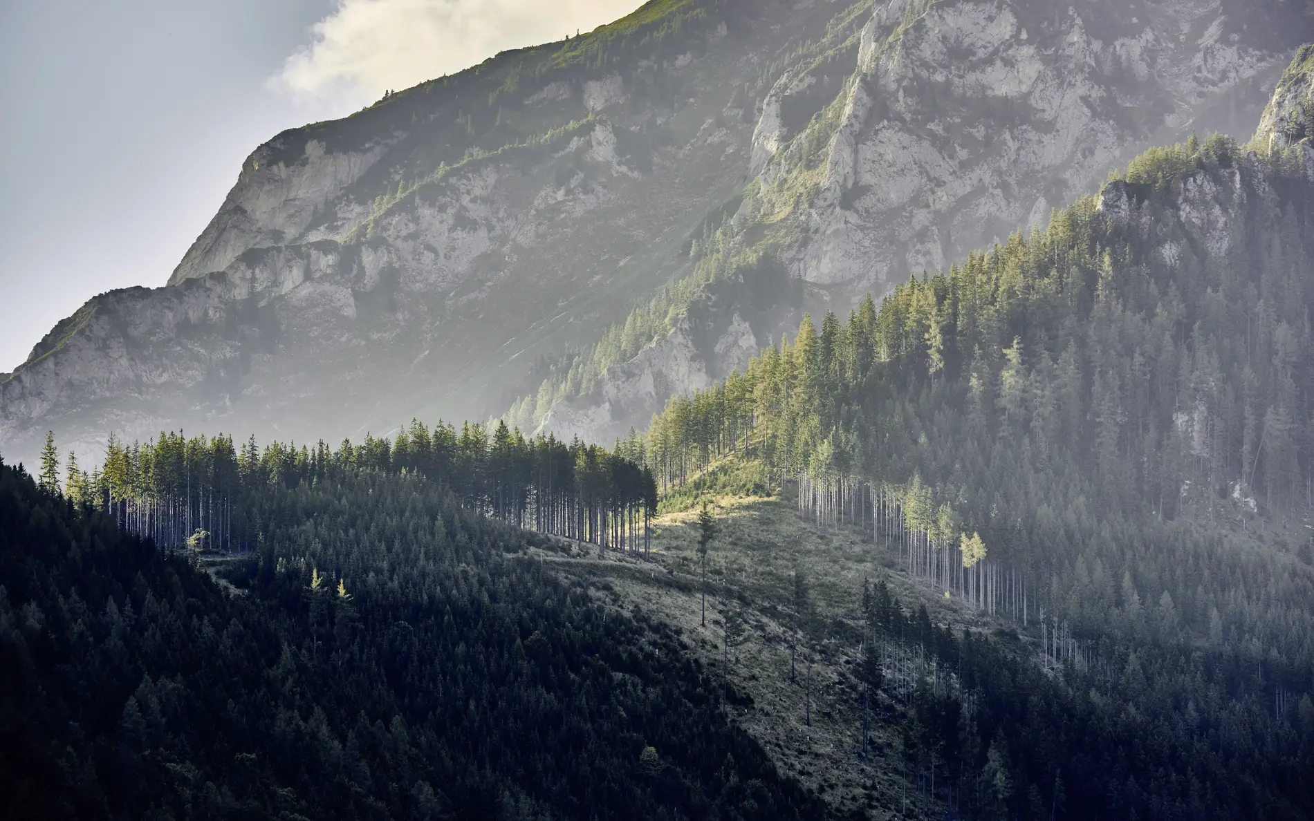 Blick auf Bergkamm mit Wald