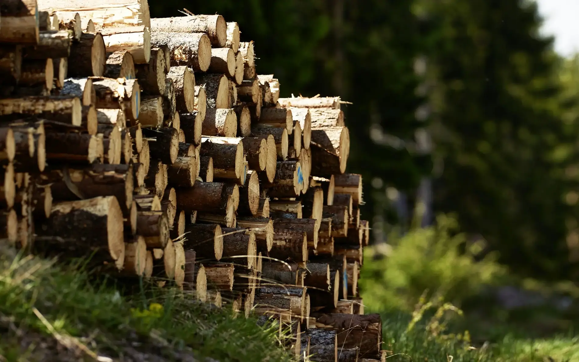 Holzstämme übereinander gestapelt am Waldrand