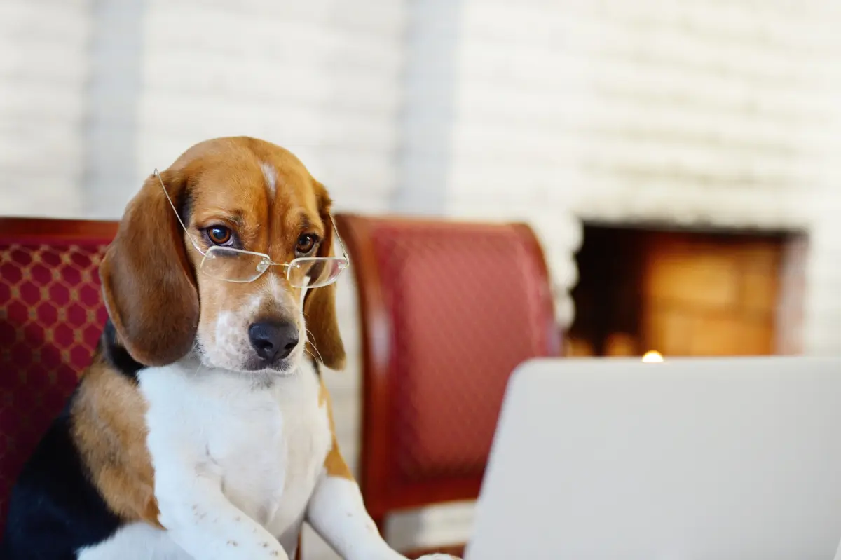 Beagle sitzt vor einem Laptop